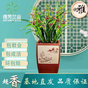 四季建兰阳台盆栽好养花卉植物