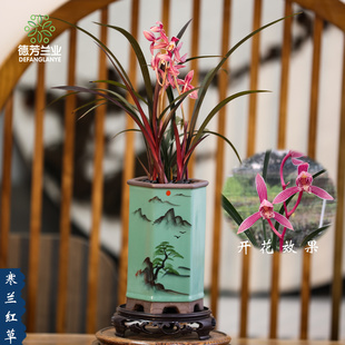 德芳兰业兰花苗寒兰红草兰花带陶瓷盆室内阳台浓香花卉迷你盆栽