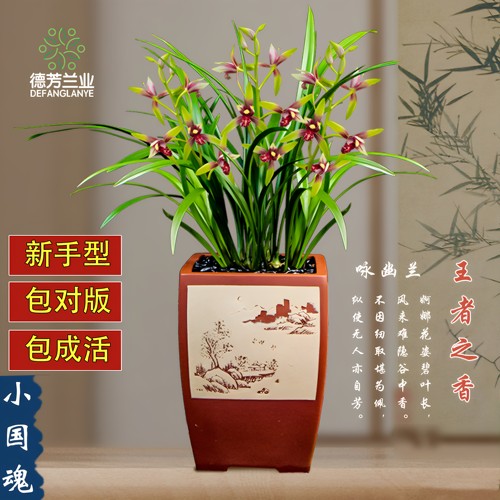 四季建兰阳台盆栽好养花卉植物