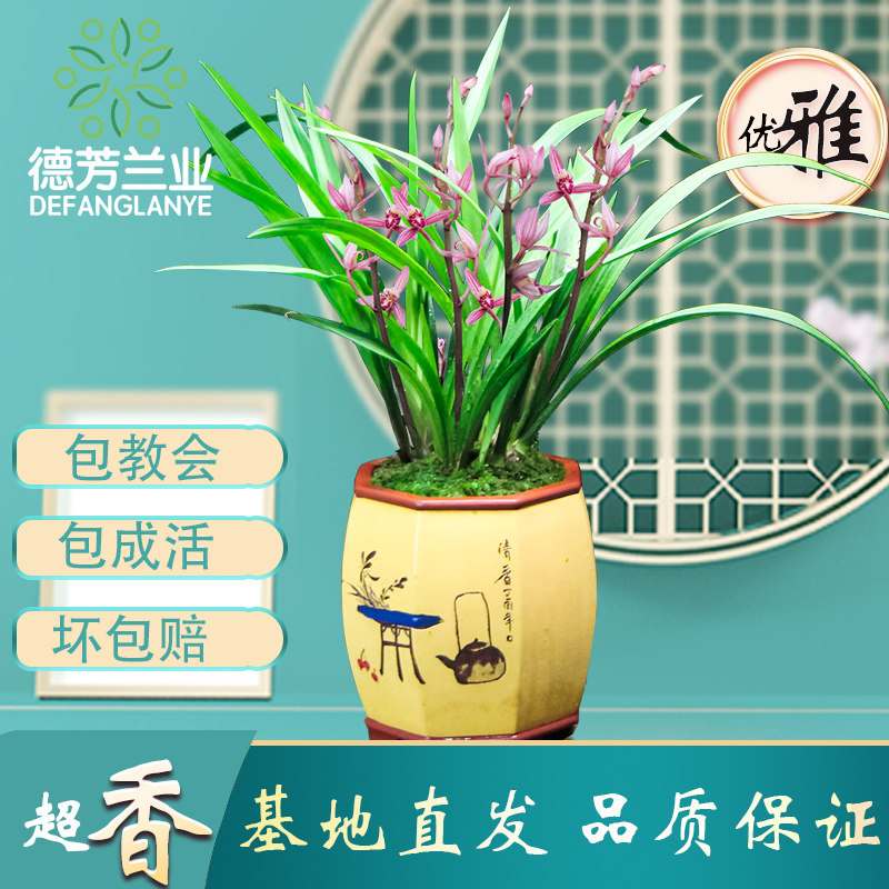 翁源兰花德芳兰业建兰桃娇直销高级特级名贵带花苞特级花卉盆栽