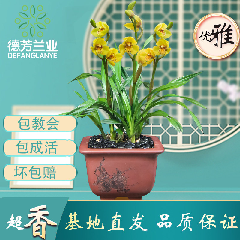 兰花苗蕙兰如意荷不带花苞浓香型四季好养室内花卉绿植物盆栽盆景