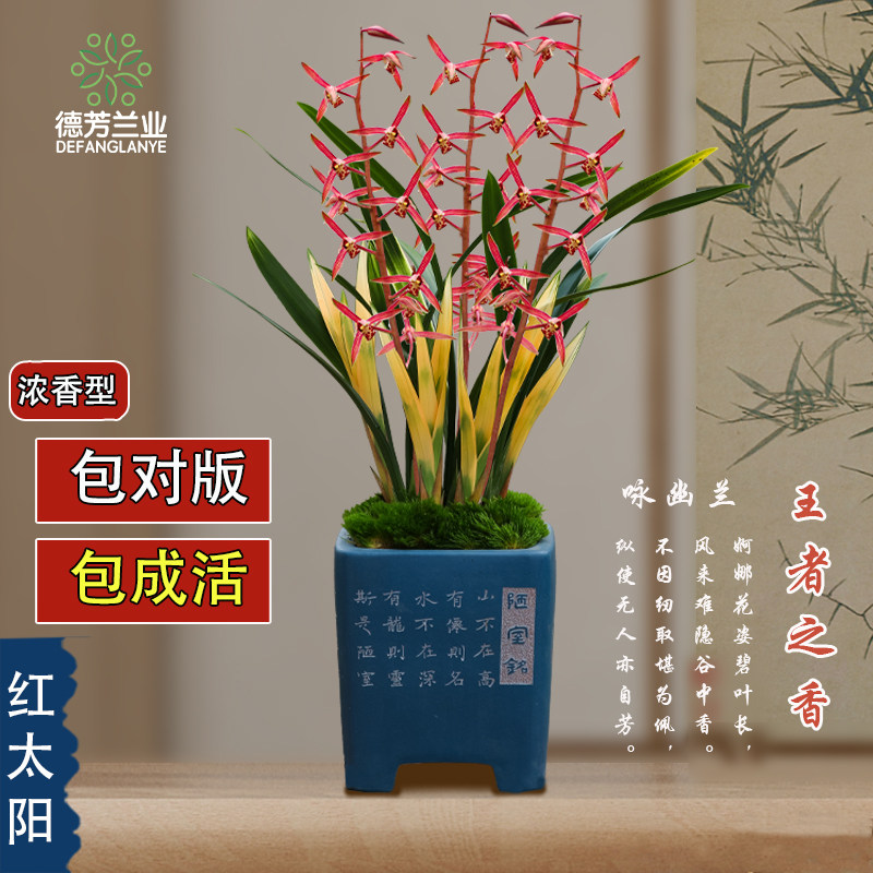 名贵国宝级兰花带花苞墨兰红太阳室内客厅浓香型花卉基地直销盆栽,鲜花速递/花卉仿真/绿植园艺,国兰/杂交兰/洋兰类,淘宝优惠券,粉丝福利购,淘宝优惠卷