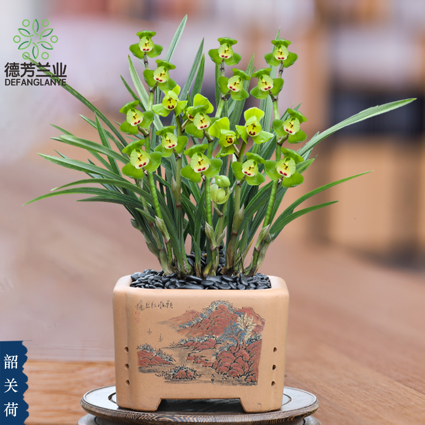 精品国宝级兰花苗春兰韶关荷