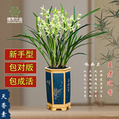 兰花建兰苗春兰墨兰蕙兰好养天香素特级花卉室内开花绿植盆栽盆景