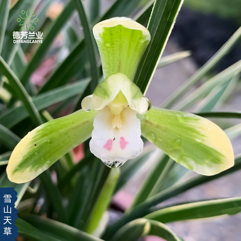 德芳兰业兰花苗春兰雪山天草带瓷盆浓香好养花卉绿植盆栽桌面兰
