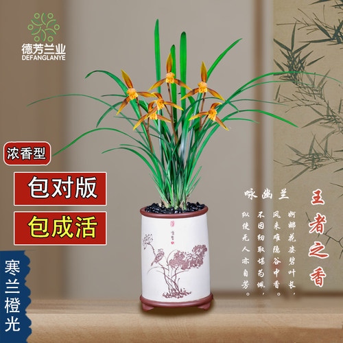 德芳兰业兰花苗寒兰橙光带花苞客厅阳台浓香型花卉基地园艺绿植物