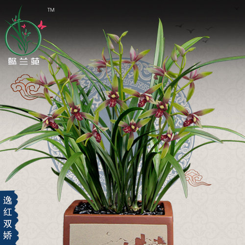 兰花苗四季建兰小国魂逸红双娇浓香阳台室内浓香花卉植物盆栽好养