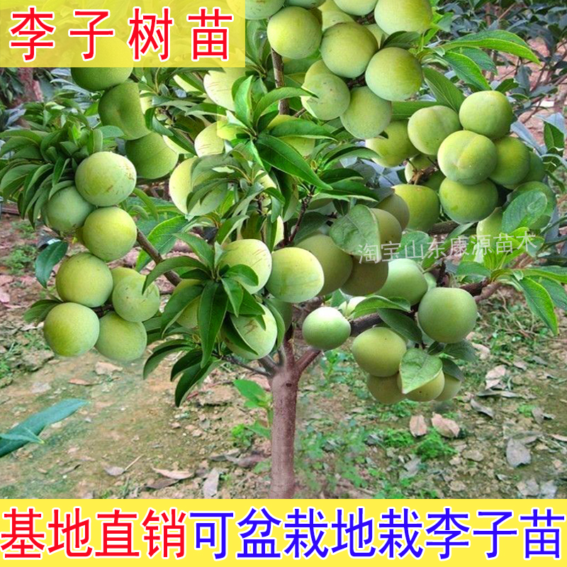 李子树阳台庭院南北方均可种植