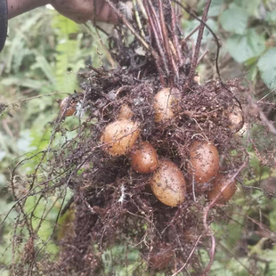 贵州山货凉水果 新鲜石黄皮精选肾蕨子 果化狗儿包邮纯天然