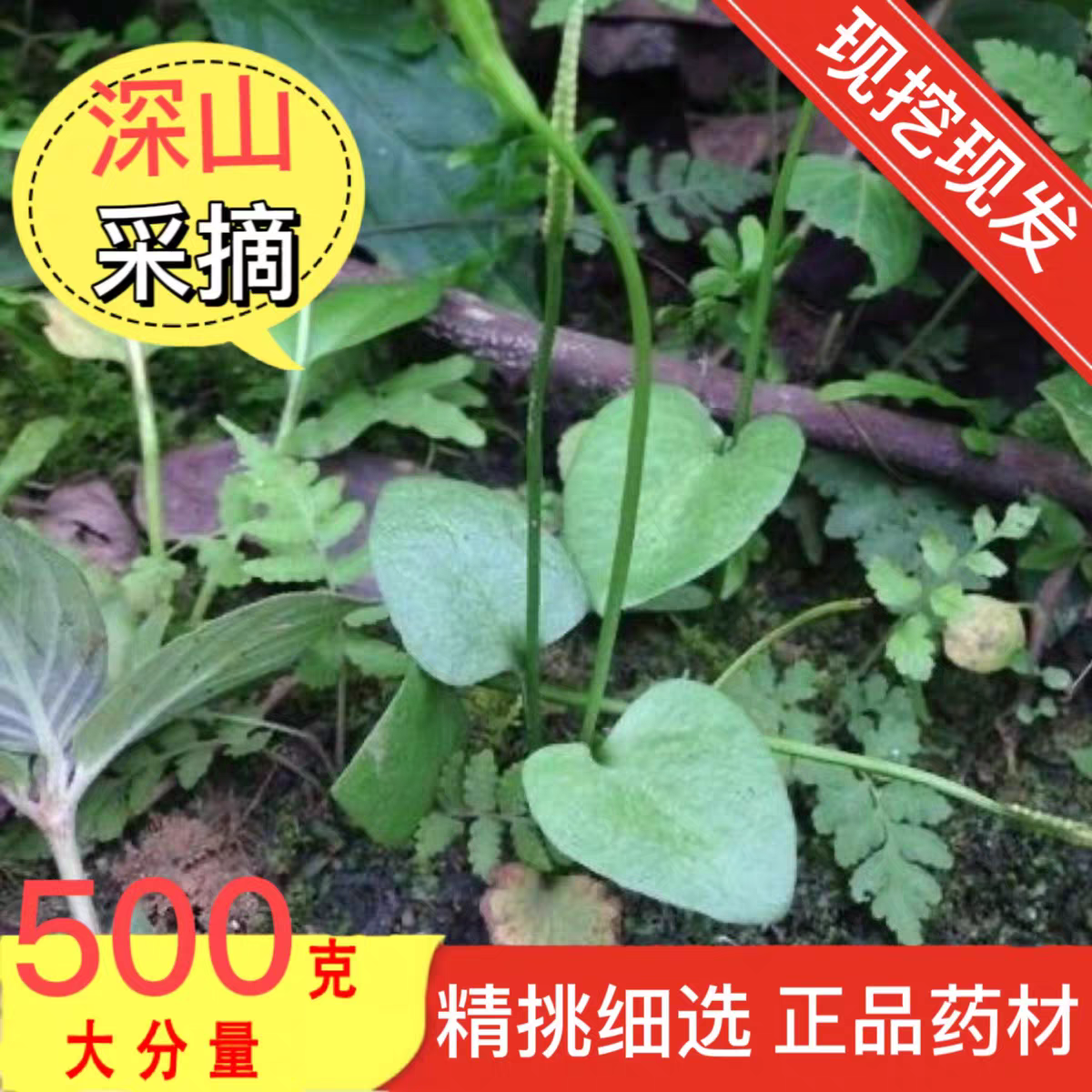 正品一支箭新鲜一枝箭瓶儿小草青藤蛇舌草青箭野货中草药材500g克