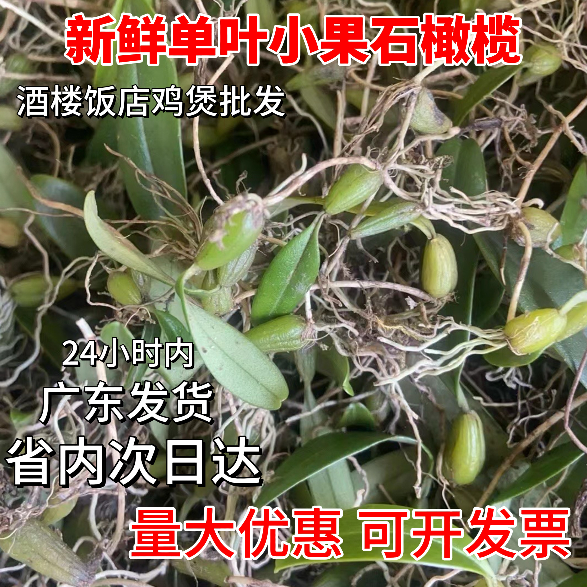 广东野石橄榄草单叶小号新鲜石仙桃果福建煲炖汤生鲜现摘现发500g