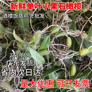 广东野石橄榄草单叶小号新鲜石仙桃果福建煲炖汤生鲜现摘现发500g