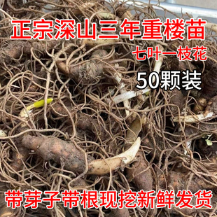 云南新鲜野滇重楼苗生七叶一枝花中药材独脚莲正品丁毒豆盆栽种植