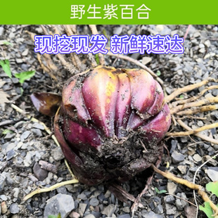 2025当季野生新鲜大百合贵州特产纯农家食用药用微苦鲜白合土特产