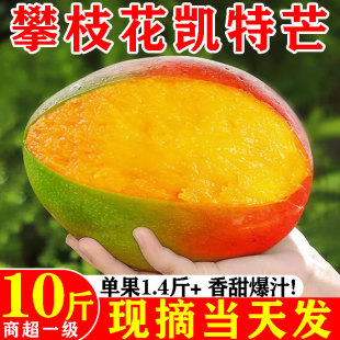 四川攀枝花凯特芒芒果新鲜特大果10斤青水果当季整箱树熟水金仙煌