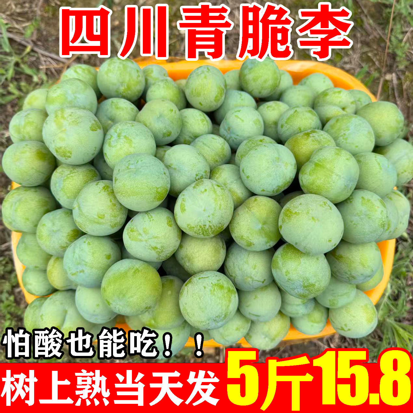 四川青脆脱骨李子新鲜水果应当季整箱五月5斤特大早熟脆酸甜整箱