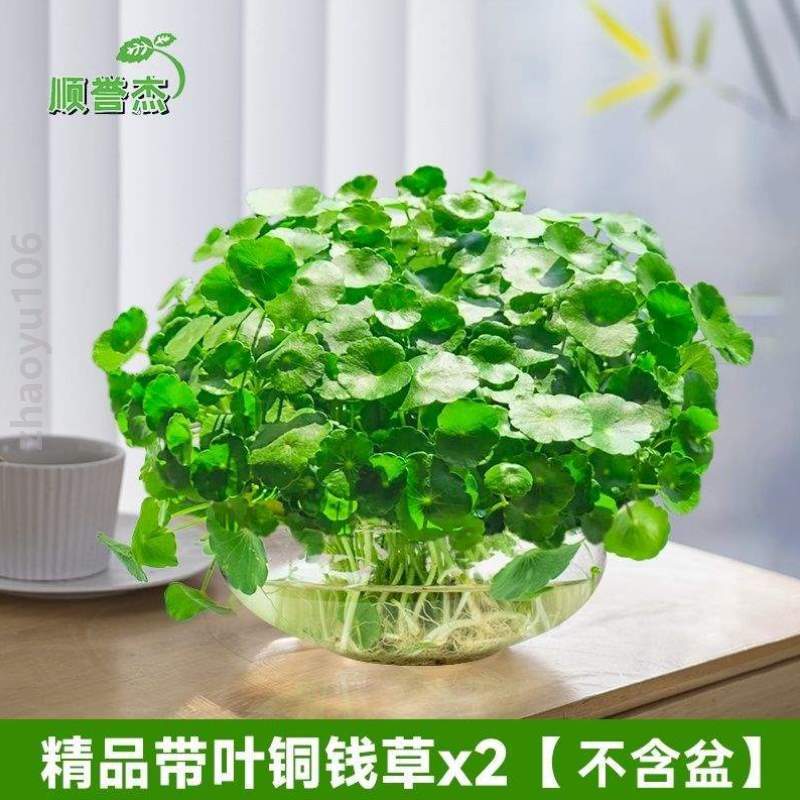 盆栽桌面养水室内#小绿植创意养花客厅水仙号大花卉植物花卉摆件