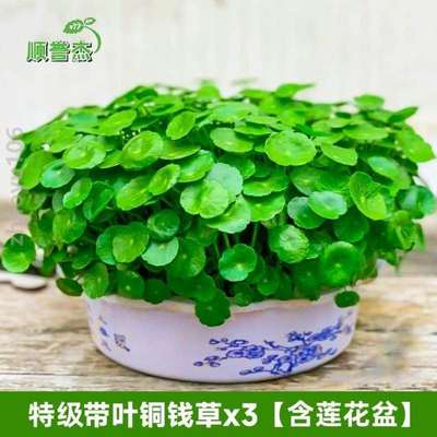 绿培植大号盆景植物睡莲客厅碗莲{金钱草栽花内水生办公室花卉