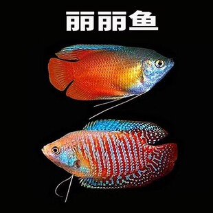 五彩血红印度丽丽小型热带观赏鱼淡水水族活体好养易活免包装 包邮