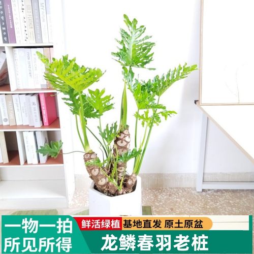 龙鳞春羽耐阴好养绿植盆栽基地
