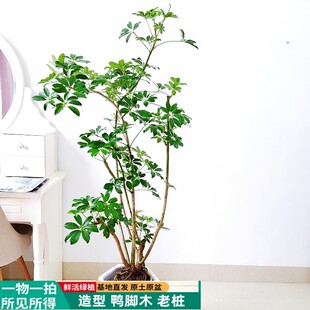 丛生老桩绿叶鸭脚木室内常绿植物绿植客厅盆栽七叶莲净化空气基地
