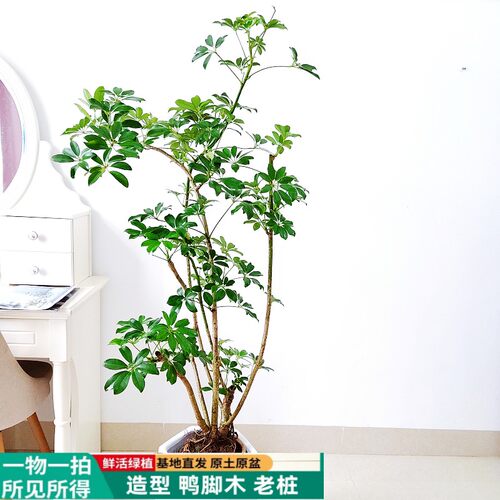 丛生鸭脚木室内耐阴好养基地植物