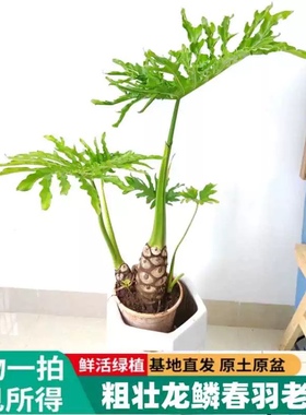 龙鳞春羽老桩蔓绿绒大绿植盆栽办公室客厅盆景室内观叶植物基地