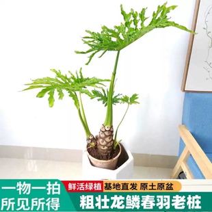 龙鳞春羽老桩蔓绿绒大绿植盆栽办公室客厅盆景室内观叶植物基地