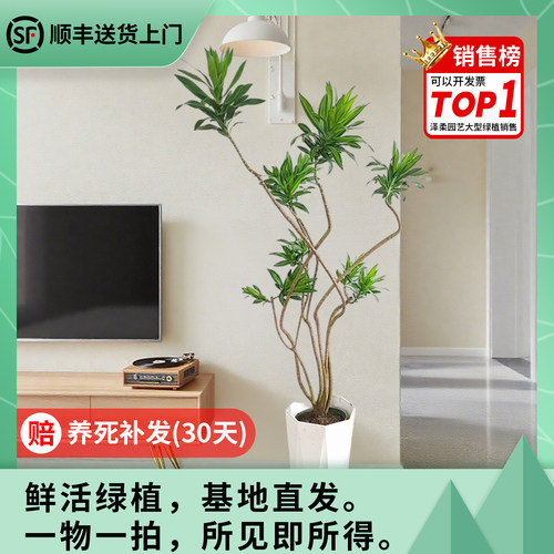 金心百合竹基地耐阴室内真绿植