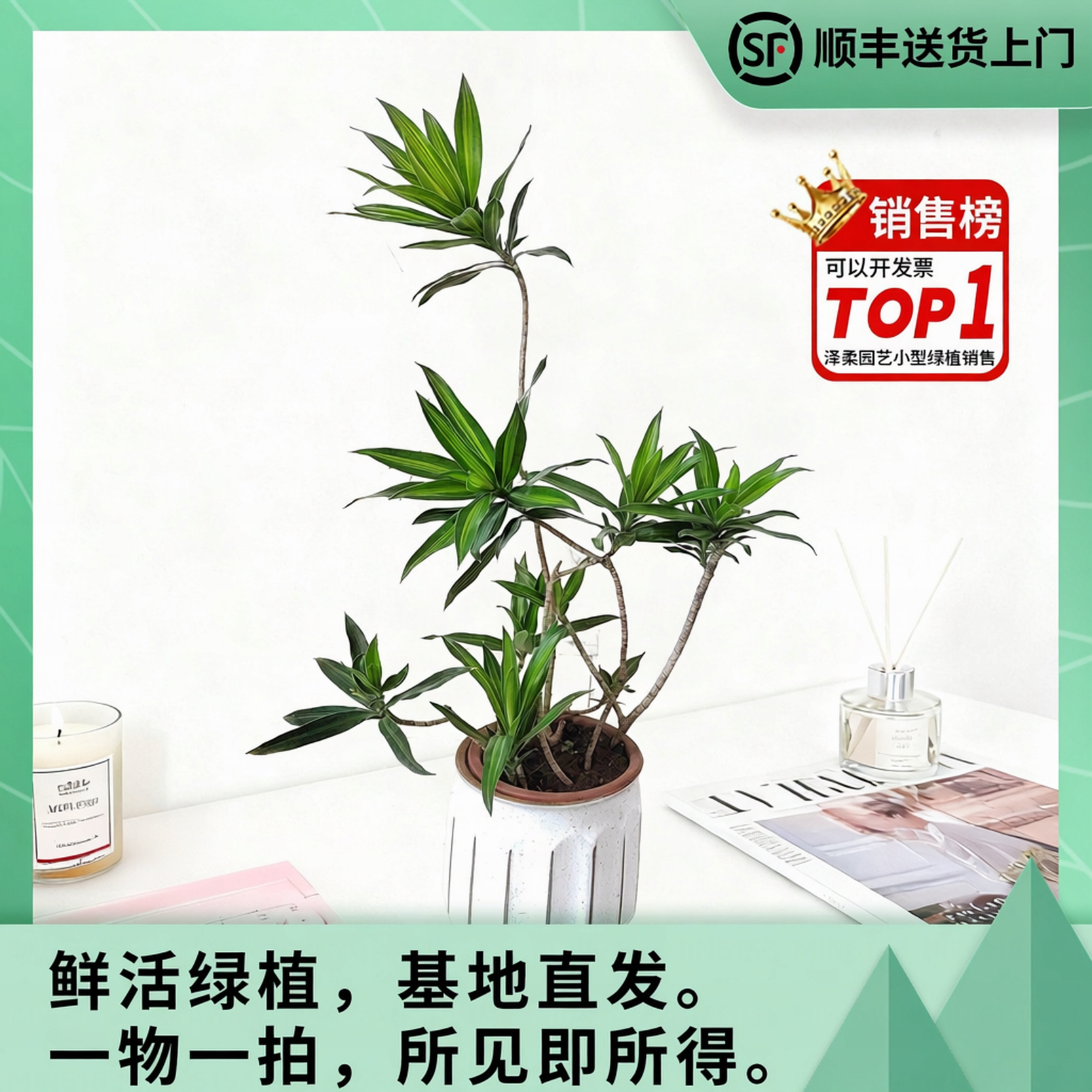 金心百合竹小苗基地办公桌电视柜