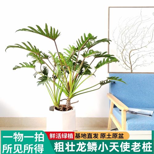 小天使蔓绿绒龙鳞杆绿植盆栽基地