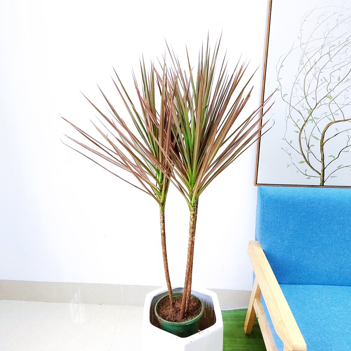 七彩千年木大型盆栽马尾铁基地绿植办公室内客厅阳台净化空气植物