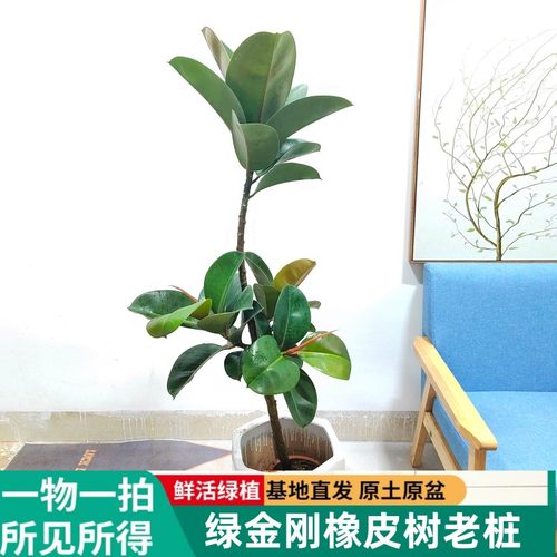 绿金刚橡皮树老桩室内耐阴基地