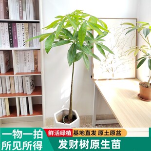 发财树植物盆栽原生实生苗基地原土原盆耐阴好养室内客厅办公桌面