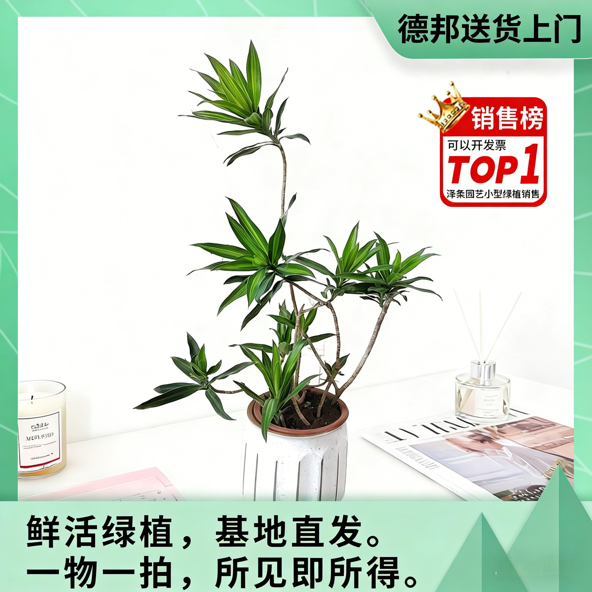 金心百合竹小苗真绿植物盆栽室内客厅耐荫好养网红办公室桌面基地,鲜花速递/花卉仿真/绿植园艺,绿植,淘宝优惠券,粉丝福利购,淘宝优惠卷