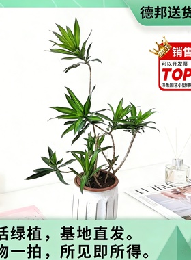 金心百合竹小苗真绿植物盆栽室内客厅耐荫好养网红办公室桌面基地