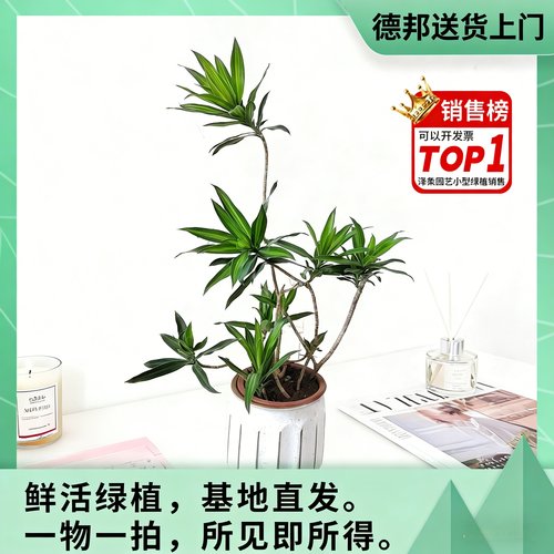 金心百合竹小苗基地办公桌电视柜
