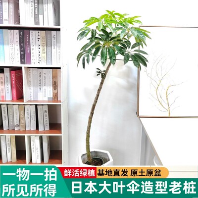 正宗日本大叶伞室内耐阴好养基地