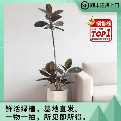 黑金刚橡皮树客厅室内观叶基地