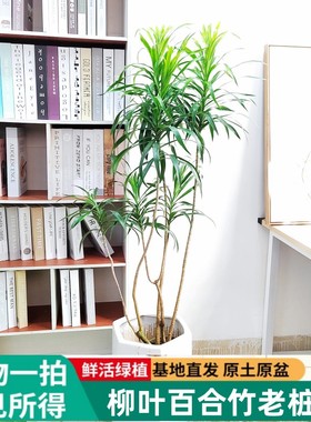 柳叶细叶百合竹植物基地盆栽室内客厅办公室耐阴好养北欧净化空气