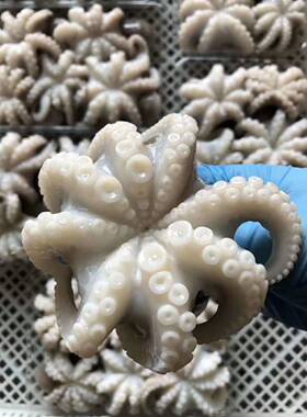 鲜活迷你野生八爪鱼