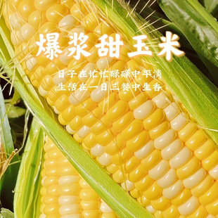 新鲜现摘云南水果甜玉米金银双色生熟两吃多汁带皮爆浆棒子苞谷米