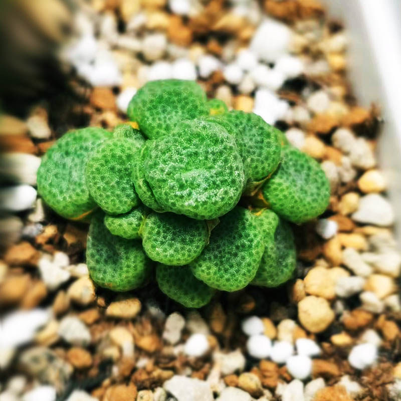 产地野货大型青团母本肉锥一物一拍番杏科多肉植物