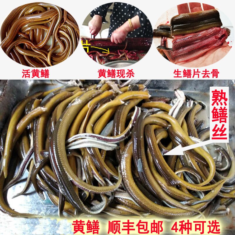 1斤顺丰包邮黄鳝肉活黄鳝现杀新鲜生黄鳝丝黄鳝肉鳝鱼筒鳝肉500g