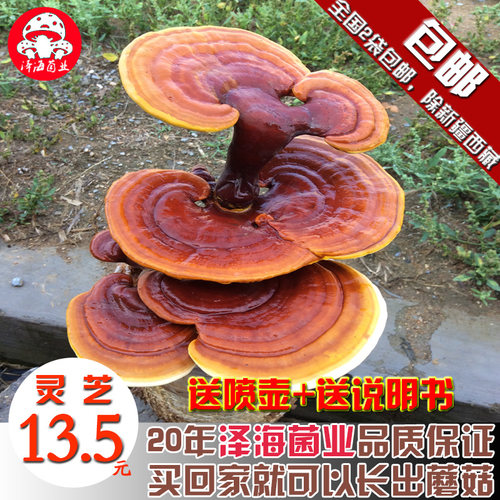 家庭种植盆景包邮菌业食用蘑菇