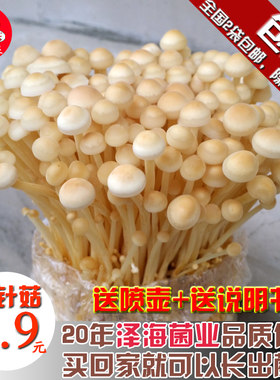 女王金针菇阳台种植菌包