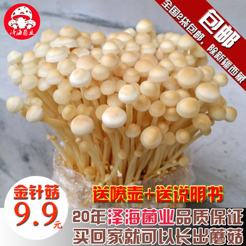 女王金针菇阳台种植菌包