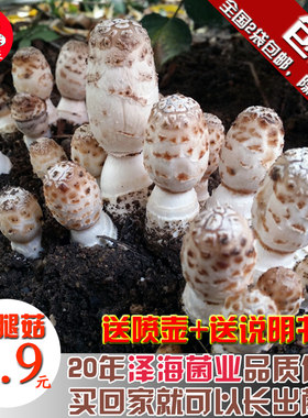 鸡腿菇多肉植物阳台蘑菇种植