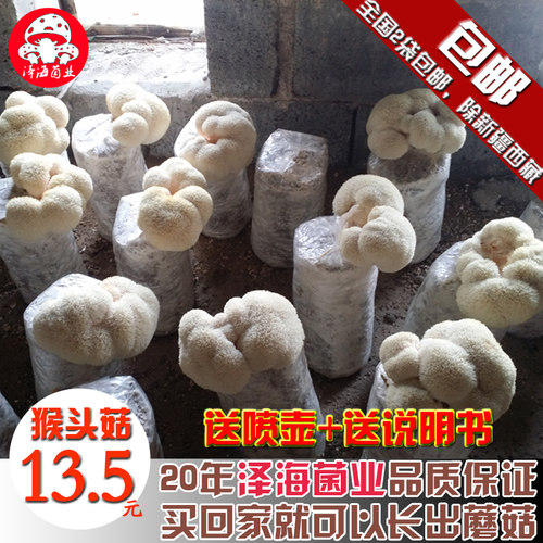 女王食用菌种植阳台蘑菇