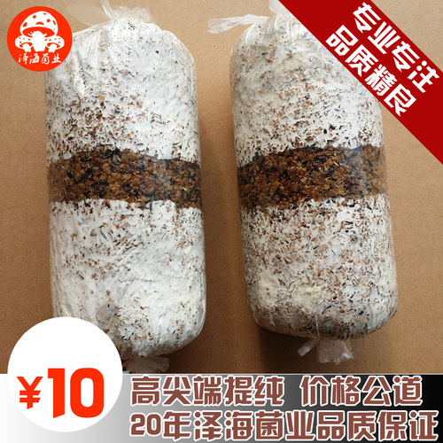 金针菇二级原种栽培枝条食用菌
